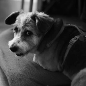 Otar Saralidze Instagram - They say we look like each other. I think they are right.  I love poopsy and poopsy loves me. I love pizza and beleave me he loves it more. We both love siesta and good chill. What else you need in life. Sending much love to all dog lovers out there. Have a blessed Sunday. 
Yours. 
Poopsy and Otar. 
@wanda.sz  thank you for your wonderfull photoshoot. ❤