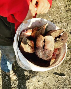 Otto Kilcher Instagram - Such a joy to have some of the gals from our neighborhood homeschool group over to help butcher a couple steers this week. Knot tying, net mending, food preservation, animal care, tractor mechanics, soil biology, meteorology, photography, the options are endless when a homestead is your homeschool! 

Any guesses on how this bucket o’feet went to good use? 

#kilcher #kilcherhomestead #kilcherfamily #kilchercountry #butchering #wookiefoot