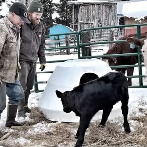 Otto Kilcher Instagram - Teaming up with August to build calf igloos! Or are they calf yurts? Upcycled some Deadliest Catch memorabilia for the homestead herd! 

#kilcherhomestead #alaskathelastfrontier #deadliestcatch #cows #cowsofinstagram #homestead #homesteadlife