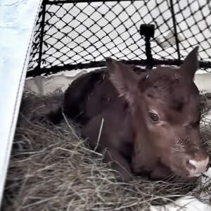 Otto Kilcher Instagram - Teaming up with August to build calf igloos! Or are they calf yurts? Upcycled some Deadliest Catch memorabilia for the homestead herd! 

#kilcherhomestead #alaskathelastfrontier #deadliestcatch #cows #cowsofinstagram #homestead #homesteadlife