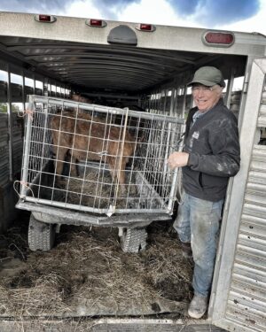 Otto Kilcher Instagram - Went to the head of the bay to meet Mark who has been bottle feeding “Wynona” Abigail’s orphan. Brought her home in our new-n-improved, home-built calf wagon! 

#kilcherhomestead #kilcher #kilchercountry #calfrescue #cowsofinstagram