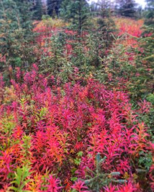 Otto Kilcher Instagram - September: summer’s last stand. 

#kilcherhomestead #kilchercountry #autumn #fireweed #epilobiumangustifolium #fallequinox