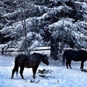 Otto Kilcher Instagram - Sophi - one of my favorite horses on the homestead, with my dad April 13, 1996. She was 3 years old and it was her first ride. Probably was his last ride. 

Sophi and Dad at the old haybarn.

Sophi enjoying retirement, summer 2022. 

Winter scene with herd boss Sophi always center stage. 

#nationaldayofthehorse #kilcher #kilcherhomestead #kilchercountry #horses #morgans #coolyule