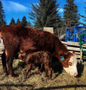 Otto Kilcher Instagram - Welcome to the newest little four-footer on the homestead!