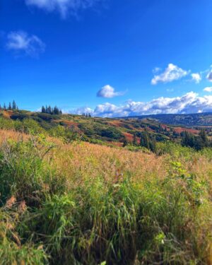Otto Kilcher Instagram - September: summer’s last stand. 

#kilcherhomestead #kilchercountry #autumn #fireweed #epilobiumangustifolium #fallequinox