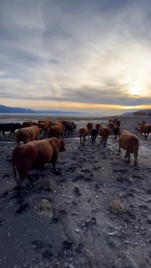 Otto Kilcher Instagram - Gettin’ the job done at the head of the bay! ☀️🌴🐮

#kilcher #kilcherhomestead #kilcherfamily #kilchercountry #offthehomestead #cowsaround #cowsofinstagram #cows #ranching #itsgoodtobeus
