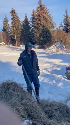 Otto Kilcher Instagram - Well this clip missed the mark a bit but hay (get it?) never too late for a MERRY CHRISTMAS! 

#kilcher #cows #christmascheer #kilchercountry #homesteadchores #xtratuf #kachemakcowboys