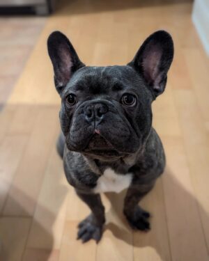 PL Cloutier Instagram - Mon coeur va exploser! 🥰🤩🥰🤩

J'ai un nouvel ami dans ma vie depuis hier! 

Ceux qui me suivent depuis longtemps savent à quel point je suis fou de mes animaux et j'en accueille un nouveau chez moi! 

Il était à la recherche d'une nouvelle famille, et j'espère qu'il va être bien avec moi. 💕

On se donne deux semaines pour s'adopter pour de bon, mais en ce qui me concerne, mon coeur l'a déjà choisi! 

Bienvenu grosse croquette! 🐶