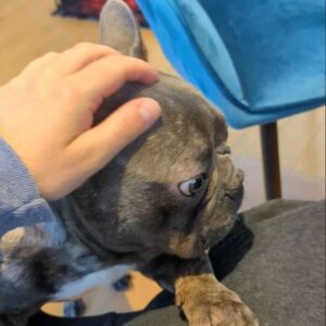 PL Cloutier Instagram - Mon coeur va exploser! 🥰🤩🥰🤩

J'ai un nouvel ami dans ma vie depuis hier! 

Ceux qui me suivent depuis longtemps savent à quel point je suis fou de mes animaux et j'en accueille un nouveau chez moi! 

Il était à la recherche d'une nouvelle famille, et j'espère qu'il va être bien avec moi. 💕

On se donne deux semaines pour s'adopter pour de bon, mais en ce qui me concerne, mon coeur l'a déjà choisi! 

Bienvenu grosse croquette! 🐶