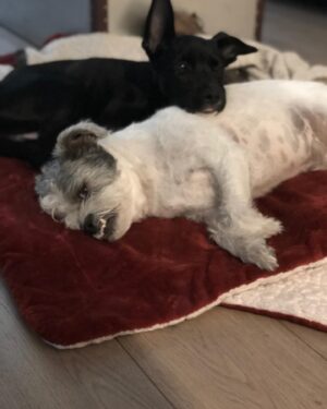Pej Vahdat Instagram - I love you boys so much it hurts! My two sons #Charlie and #Zinny happy #nationaldogday @narsisattar we raised some good babies.