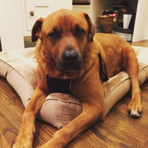 Pete Docter Instagram - Meet Moochie, our new dog. Rescued by Milo foundation, named after Kevin Corcoran. We considered "Oscar" but Moochie fits better.