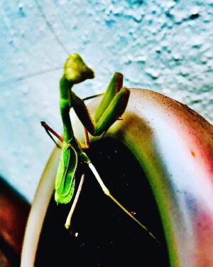 Peter Stormare Instagram - AliensDoLoveMe