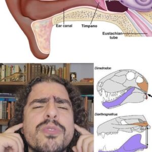 Pirula Instagram - QUAL A ORIGEM DOS OSSOS DO OUVIDO?

https://evolution.berkeley.edu/what-are-evograms/jaws-to-ears-in-the-ancestors-of-mammals/
https://www.webpages.uidaho.edu/~jacks/Takechi&Kuratani.10.pdf
https://www.researchgate.net/publication/5772123_Transformation_and_diversification_in_early_mammal_evolution
https://elifesciences.org/articles/57860/figures
https://sci-hub.se/https://www.nature.com/articles/d41586-019-03605-1
https://blog.everythingdinosaur.com/blog/_archives/2015/07/15/lets-hear-it-for-mammalian-evolution.html
https://sci-hub.se/10.1080/02724634.1992.10011474
https://sci-hub.se/https://www.nature.com/articles/s41586-020-03137-z
https://www.ncbi.nlm.nih.gov/pmc/articles/PMC3552421/