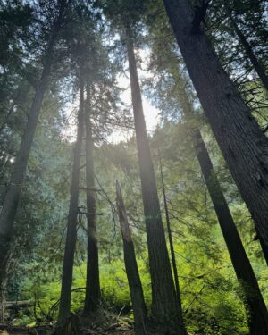 Pooja Hegde Instagram - We stood
Steady as the stars in the woods
So happy-hearted
And the warmth rang true inside these bones
As the old pine fell we sang
Just to bless the morning ❤️