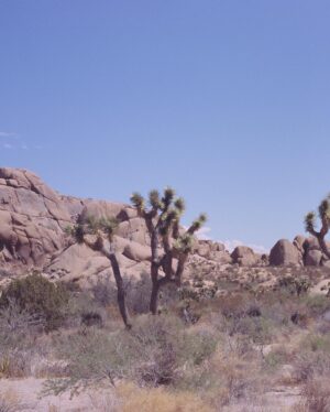 Prateek Kuhad Instagram - Joshua Tree, exactly an year ago.