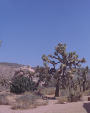 Prateek Kuhad Instagram - Joshua Tree, exactly an year ago.