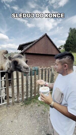 Raego Instagram - 🫶Sleduj až do konce 😅 Díky moc ZOOPARK SOBĚHRDY❤️ @farmapark_sobehrdy #music #fyp #love #show #true #animals #camel