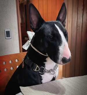 Raúl Olivo Instagram - M I L A ! ❤️ #bullterrier #RO