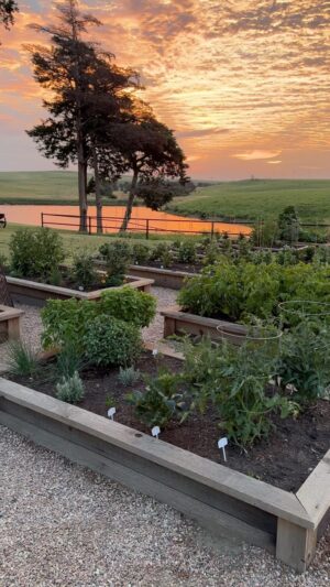 Ree Drummond Instagram - UPDATE: Wait for the end, pretty please 🥹 My garden has been a daily plunge into horticultural oblivion for me, to paraphrase William Styron. Thank you for letting me share it with you. ❤️
