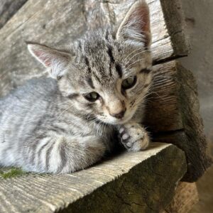 Reinhold Messner Instagram - Wie nennen wir unsere Kätzchen??? Schickt uns eure Vorschläge..Come chiamare i nostri gattini ??
#new #cats #cat #reinholdmessner #inspiration #motivation #happy