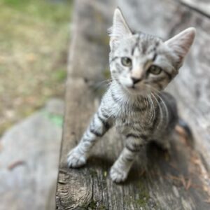 Reinhold Messner Instagram - Wie nennen wir unsere Kätzchen??? Schickt uns eure Vorschläge..Come chiamare i nostri gattini ??
#new #cats #cat #reinholdmessner #inspiration #motivation #happy