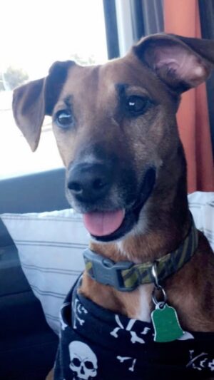 Renes Rivera Instagram - You were such a good girl!!!! You lived such a cool life. Gonna miss you Ringo “Banana” Karem. 

.
#Dog #Pet #RIP #Banana #Pets #GoodGirl