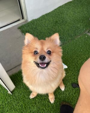 Rhys Miguel Instagram - Best gift ever. My bestfriend. Charlie. I know you will always be with us and watching over us i love you so much buddy❤️ you were always a goodboiii❤️