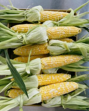 Ricardo Larrivée Instagram - 🌽 Quelqu’un a dit épluchette? 🌽

Laurence et Alexane, nos cheffes en cuisine de développement sont allées chercher deux douzaines d’épis à l’épicerie pour une petite séance d’épluchette au bureau. Elles travaillent présentement sur le développement d’un dossier 100 % maïs! On ne peut pas vous en dire beaucoup à l’heure qu’il est, mais une chose est certaine : il y a quelques bijoux de recettes dans les premiers tests. 🤤

À suivre dans un futur magazine RICARDO.