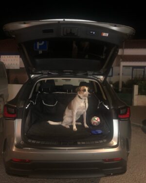 Ricardo de Sá Instagram - A comportar-me bem 🌊☀️ Nada como comprar fruta fresca dos produtores locais à beira da estrada, sentir a liberdade ao volante do meu #lexus da @caetanoauto e, claro, ter a companhia da minha fiel Liz 🐶. A praia é simplesmente incrível, com um mar azul que acalma a alma. E para completar, petiscos deliciosos com arroz de coentros, tomate, feijão e Choco frito. A vida é feita destes momentos 💙 #comporta #CaetanoAuto #FinsDeSemana #Praia #LizCompanheira #petiscos #ferias #escapadinha