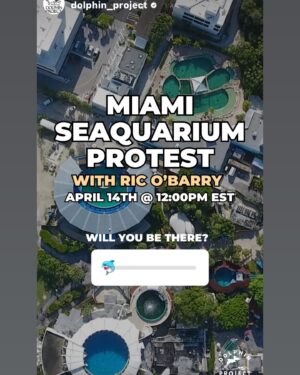 Richard O'Barry Instagram - I’m going back to the Seaquarium for the last time. Will you please show up and stand by me?  Together we will remind the City of Miami politicians that we are watching. We are expecting them to follow through and #emptythetanks