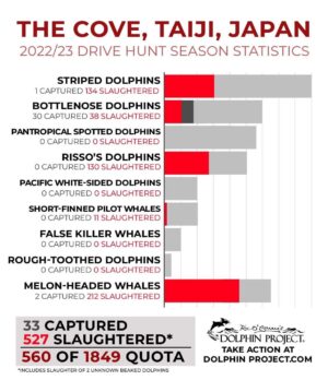 Richard O'Barry Instagram - An overview of statistics for Taiji's 2022/23 drive hunt season. More is now up on our blog at: https://bit.ly/41EzUGV

Note: Updated statistics are that 34 bottlenose dolphins were captured. An updated season totals graphic is available on the Hunting Statistics page at DolphinProject.com
#DolphinProject