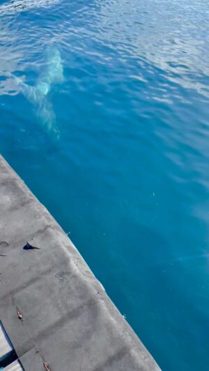 Richard O'Barry Instagram - EarthDay in Bali 🌍 Lincoln O’Barry conducting the morning body inspection of the three dolphins in our care 🐬 🐬 🐬