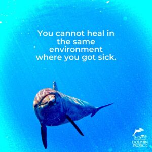 Richard O'Barry Instagram - This is Worth Repeating: “You cannot heal in the same environment that made you sick”- (Unknown author) 
This applies to captive dolphins too.🐬 🐬 🐬 
The only way to heal captive dolphins is to first—empty the tanks—and remove them from the toxic environment that made them sick in the first place. Once they are relocated to natural seawater, and exposed to tides, currents, live fish and a more normal environment, the healing process can begin. Our job is to turn the dolphins over to Mother Nature and let her do her thing. And that’s exactly what we did with Johnny, Rocky and Rambo. And yes, of course there is more to it than that, which will be explained in detail later on. The important thing is the dolphins are now healed. Next step is to return them to their natural environment. We’re just waiting for government approval. (Photo by Gede)
#emptythetanks #UmahLumba