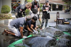 Richard O'Barry Instagram - BREAKING: 19 sea turtles confiscated and released. Best team ever! 
We are grateful for our collaboration with BKSDA Bali and Polres Jembrana, and for the opportunity to help keep wildlife wild.⁠ #DolphinProject #UmahLumba