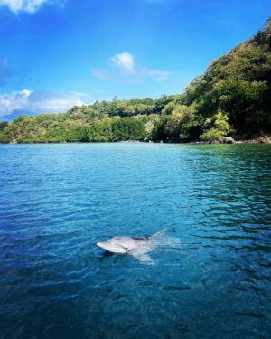 Richard O'Barry Instagram - Rambo check-in 🐬 
Since the gates were opened at the Umah Lumba Rehabilitation, Release and Retirement Center last September, Rambo has chosen to remain in a nearby area. Our team still has regular sightings of him as he now lives on his own terms. It’s a beautiful thing! Dive deeper into his journey at: https://bit.ly/3N6U1qM

#DolphinProject #UmahLumba