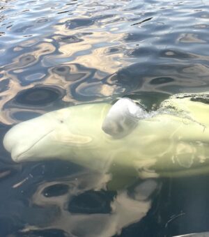 Richard O'Barry Instagram - “Fear and Loathing in Norway“
 🇳🇴 at: DolphinProject.com