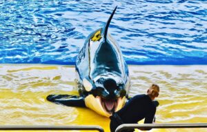 Richard O'Barry Instagram - Update on Orca Morgan by Helene O’Barry: Morgan is believed to belong to a community of orcas in Norway. She somehow became separated from her pod and was found alone and malnourished off the coast of the Netherlands in June 2010. She ended up at Harderwijk dolphinarium and was held there for over a year. In November 2011, after a Dutch court decided that returning Morgan to her family was not an option, Morgan was sent to Loro Parque’s orca stadium on the Spanish island of Tenerife. She has lived here since then and performs daily in front of mainly European holiday makers. In September 2018, Morgan gave birth to a daughter, named Ula, but the calf died just short of her third birthday in August 2021. *Visit www.DolphinProject.com to learn more about Morgan’s sad life at Loro Parque.* Image by Helene O'Barry 
#emptythetanks