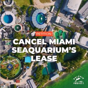 Richard O'Barry Instagram - Sign the petition at: dolphin.fyi/CancelSeaquariumLease — or go to DolphinProject.com (link in bio) 

From 2021 to 2023, numerous USDA inspection reports cited serious problems at Miami Seaquarium. These allegedly include:

- severely cutting the diets of nine dolphins at Miami Seaquarium’s Dolphin Harbor for the purposes of ensuring the animals performed better for guest interactions,
- visibly emaciated dolphins, with prominent muscle wasting and palpable scapula and ribs,
- gastrointestinal abnormalities amongst the dolphins, including multiple instances of excessive regurgitation,
- multiple aggressive incidents against trainers, and even members of the public,
- potentially placing incompatible animals together resulting in the injuries and/or deaths of cetaceans and pinnipeds,
- poor water flow leading to an increase in bacteria and algae in several tanks and pools,
- poor-quality fish fed to marine mammals which could result in illness and/or death,
- insufficient shelter to protect the mammals from direct sunlight

Enough is enough. Help us ask the Mayor of Miami-Dade County and Miami-Dade County Board of County Commissioners​ to cancel Miami Seaquarium’s lease. In this day and age, Miami doesn’t need captive dolphins. #DolphinProject #ThanksButNoTanks