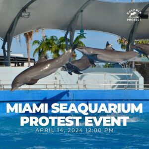 Richard O'Barry Instagram - THE LAST SEAQUARIUM PROTEST? 
Please SHOW UP and join me and Dolphin Project for an IMPORTANT protest outside of Miami Seaquarium on April 14, 2024 at 12:00pm 📢🐬 RSVP and event details at: https://fb.me/e/3xqEiAiqr

We are asking that the lease termination be UPHELD and the dolphins be retired. Please join us and let’s remind Miami-Dade County and The Dolphin Company that the show is over. It is time to empty the tanks at Miami Seaquarium! #DolphinProject #ThanksButNOTanks