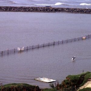 Richard O'Barry Instagram - Freeing Flipper: Li’i should have gone to a temporary dolphin sanctuary by now—and it’s not too late. Nothing complicated about building one in a well chosen location somewhere on the Pacific coast where his species belongs. We built this simple dolphin sanctuary in less than a week in Laguna, Brazil. Many different configurations will work, but a straight line is the shortest distance between two points. So, this is the fastest, cheapest way to do it in an emergency. We built this one for the last captive dolphin in Brazil, his name was “Flipper.” This temporary sanctuary should not be confused with our floating seapen sanctuary in Bali: Umah Lumba. This sanctuary in Laguna, Brazil is a “fixed” seapen, the poles are driven into the sand bottom, as opposed to a “floating” seapen. As it turned out, Flipper was an excellent candidate for freedom. We simply opened the gate after a few months of intense rehabilitation and gave Flipper a choice. (Freedom is about choices and decisions.) If he had stayed we would have taken care of him forever. He chose freedom. He was seen and photographed 366 days later, 300 miles away. And 22 months later he was still in the area, videotaped by tourists. Measurable progress. Actual  proof of success. I’m not suggesting Li’I is a candidate for freedom. Pelagic species like Li’I travel in huge groups, for one thing. It’s complicated. One never knows which dolphin is a candidate until you empty the tank and transfer the dolphin to natural sea water and start the rehabilitation process. #dolphinsanctuaryproject