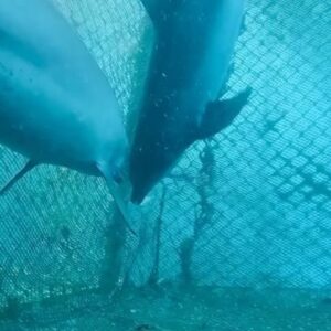 Richard O'Barry Instagram - (Turn up sound) Hunting with Sonar Once Again: We don’t feed the dolphins in the foraging pen. They feed themselves. The village fishermen simply introduce live fish into the pen during the night. In the morning the dolphins enter the pen and they must locate the fish, chase them down and feed themselves. Many times they work together to accomplish this. The three dolphins have returned to the same “cooperative foraging techniques” their mothers taught them. The dolphins used these same techniques successfully everyday before they were captured and dumped into a hotel swimming pool. Listen to them stun the fish with their sonar. They could never do this in the hotel swimming pool for those ten long years of brutal captivity. To watch them work together as a team catching fish is a beautiful thing to behold. (Video by Gede)
#umahlumba #emptythetanks