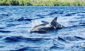 Richard O'Barry Instagram - Rambo’s Excellent Adventure: A little over 10 months since three confiscated dolphins were offered their freedom, Rambo, the last remaining dolphin residing near the release site has chosen to depart.

On June 17, our team was delighted to observe Rambo swimming with a small pod of wild bottlenose dolphins (three in total) near Menjangan Island, just west of the Umah Lumba Center. After this sighting, he was still seen daily in the national park.

Again, on July 19, at approximately 10:00 a.m. local time, Rambo left the bay he had called home since his confiscation. Later that day, Rambo was observed swimming with five bottlenose dolphins once again, near Menjangan Island. Since this last sighting, Rambo has not returned.

Read about Rambo’s exciting story by clicking @Dolphin_Project’s link in my bio.

Rambo-departs-Umah-Lumba-Center.jpg