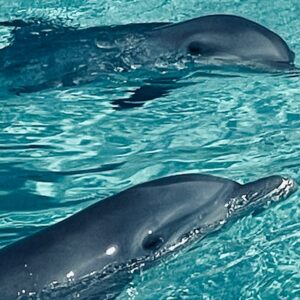 Richard O'Barry Instagram - Dolphins Starved to Death in the Bahamas Islands 🇧🇸 Full story at DolphinProject.com (Blog) URGENT ACTION NEEDED: Sign the petition to the Prime Minister at DolphinProject.com You can communicate a respectful message to the Honorable Philip Brave Davis. Here’s his Instagram address and a sample respectful message: @bravedavis — “The government of the Bahamas has a unique opportunity to ”get ahead” of the horrifying and heartbreaking reality surrounding the deaths of one of the world’s most beloved animals. This is a chance to take decisive action and demonstrate commitment to upholding animal welfare standards, thereby restoring trust and goodwill both locally and internationally.” ~ Sam Duncombe