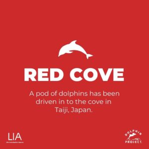 Richard O'Barry Instagram - October 22, 2023  Taiji: A courageous pod of Risso's dolphins lost their lives after a very long battle with the hunters. We will update when more information and media becomes available.
#DolphinProject  #LifeInvestigationAgency