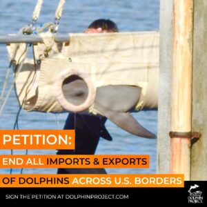 Richard O'Barry Instagram - Let’s Ban the Traffic of Dolphins in America 🇺🇸: We have a new petition asking Congress to amend the Marine Mammal Protection Act of 1972. The goal is to outlaw the import/export of dolphins in or out of the United States. The petition is now live on the website: www.DolphinProject.com Please Sign and Share!