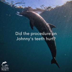 Richard O'Barry Instagram - UPDATE: Johnny’s Doing Great!  Thankfully, there was no pain involved in this dental procedure. Our illustrious marine mammal veterinarian team drilled into a part of the tooth that no longer had nerve endings. X-rays were done beforehand to make sure Johnny’s teeth were suitable for this procedure, and that it would not be painful for him. He actually seemed to enjoy the interaction. Understandable too, as captivity is extremely boring. Yes, it’s a sanctuary but it is still captivity. Freedom is much more interesting. 
Learn more about Johnny's life-changing procedure at bit.ly/DolphinJohnny
#DolphinProject #umahlumba