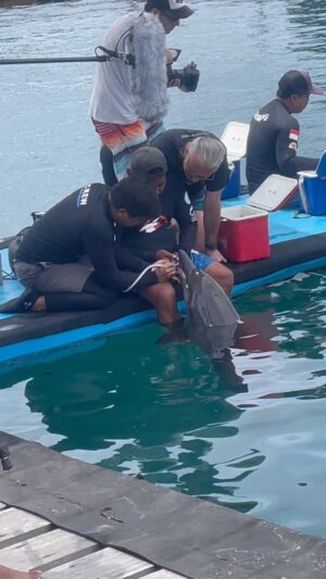 Richard O'Barry Instagram - BREAKING: Rescued Dolphin Johnny Gets 22 New Teeth!
The thought of freeing Rocky and Rambo and having to leave Johnny behind—and in isolation—was unbearable for all of us. But what could we do? Johnny’s teeth were worn down to the gums. He couldn’t catch fish properly. So we got busy, we got creative. “Leave no dolphin behind” became our new mantra. And we turned Johnny into a bionic dolphin! Read the incredible story of Johnny’s transformation by clicking the link in my bio, or visit: DolphinProject.com