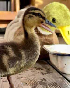 Riyadh Khalaf Instagram - Golden hour with our golden boy☀️🦆 I swear he’s posing. I wanted to get a video up for you today but life got in the way. Tomorrow hopefully! #teamspike #rescueanimals #duckling