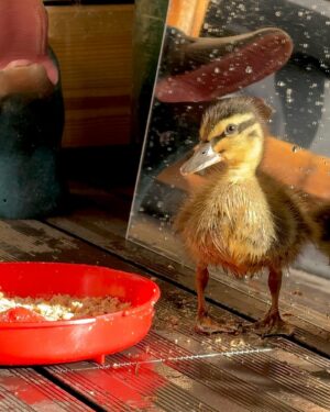 Riyadh Khalaf Instagram - Golden hour with our golden boy☀️🦆 I swear he’s posing. I wanted to get a video up for you today but life got in the way. Tomorrow hopefully! #teamspike #rescueanimals #duckling