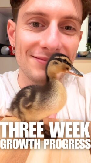 Riyadh Khalaf Instagram - They grow up so fast 😭🦆 #TeamSpike #rescueanimals #duckling